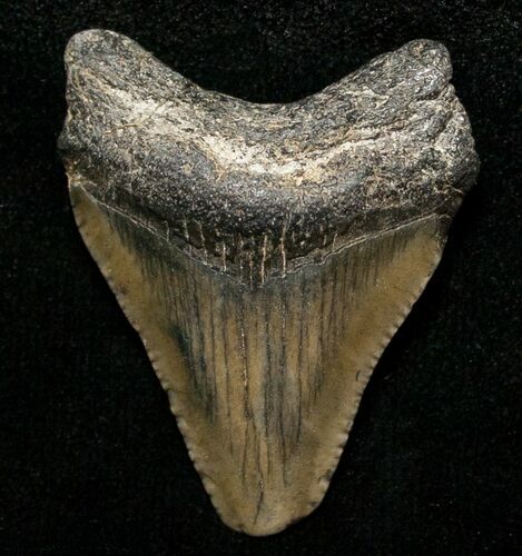 Juvenile Megalodon Tooth - South Carolina #8717